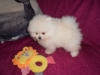 (*&^%$%^*pomeranl puppy#$%^&)